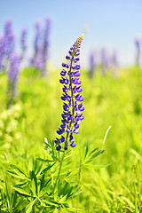 Image showing Blooming lupine 