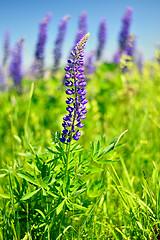 Image showing Blooming lupine