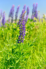 Image showing Blooming lupine 