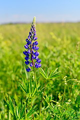 Image showing Blossoming lupine 