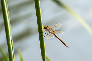 Image showing Dragonfly  close up 