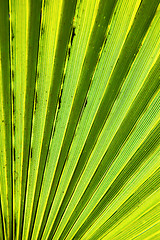 Image showing abstract green leaf  