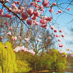 Image showing in london   park the pink tree and blossom flowers natural