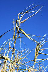 Image showing dead  in   sky morocco africa winter