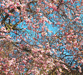 Image showing in london park the pink tree and blossom flowers natural