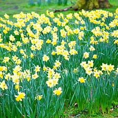 Image showing in london yellow flower field nature and spring