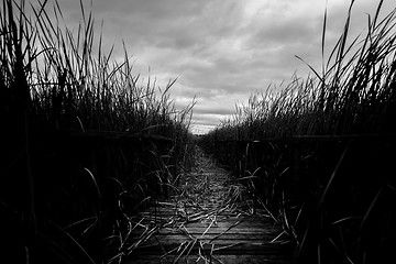 Image showing Wooden path trough the reed