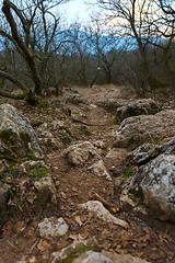 Image showing Forest landscape