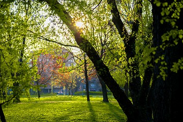 Image showing Green leaves of a tree in sunlight