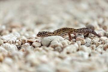 Image showing Gecko lizard on rocks 