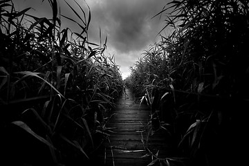 Image showing Wooden path trough the reed