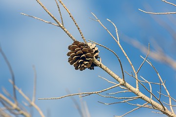 Image showing Abstract hoto of some winter branches