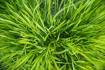 Image showing Closeup photo of fresh green grass