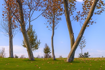 Image showing Green lawn and trees at the park