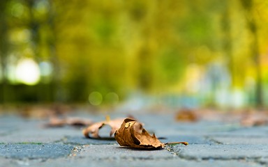 Image showing Autumnal leaf on the ground