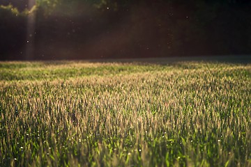 Image showing Cultivated land closeup