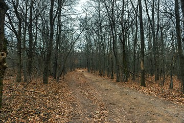 Image showing Small Pathway going trough the park