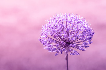 Image showing Allium Giganteum in violet colors