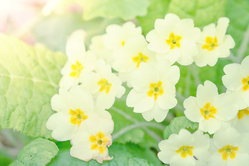 Image showing White flowers on green background