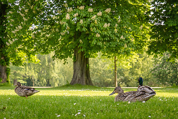 Image showing Ducks relaxing in a park