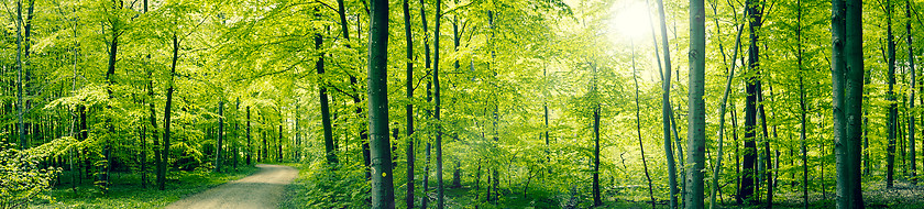 Image showing Green forest panorama landscape