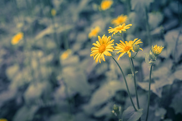 Image showing Marguerites on blue background