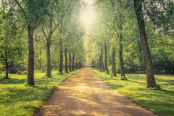 Image showing Alley in a green park