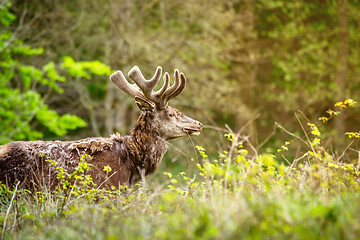 Image showing Deer on a meadow