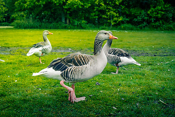 Image showing Three geese on green grass