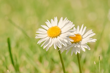 Image showing Marguerites on a green background