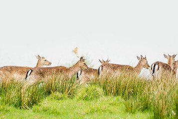 Image showing Deer herd on a meadow