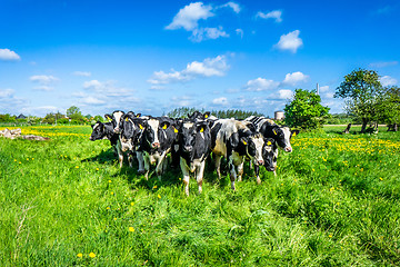 Image showing Cows on the country