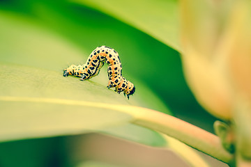 Image showing Ccaterpillar in the garden