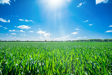 Image showing Sunshine on a countryside