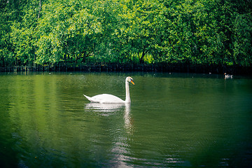 Image showing Swan in green nature