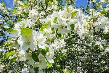 Image showing Blooming cherry tree in the spring