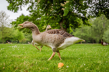 Image showing Wild geese in a park