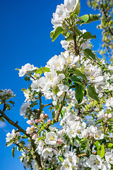 Image showing Flowers on a cherry tree