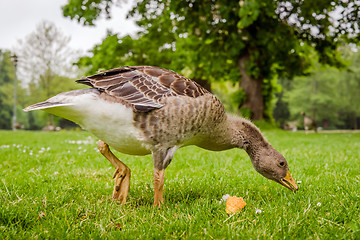 Image showing Goose searching for food