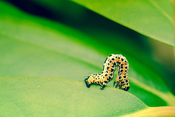 Image showing Erannis defoliaria caterpillar crawling