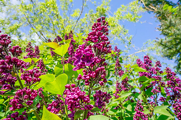 Image showing Buddleja bush in a garden