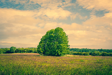 Image showing Big green tree on a field