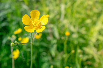 Image showing Buttercup flower in green nature