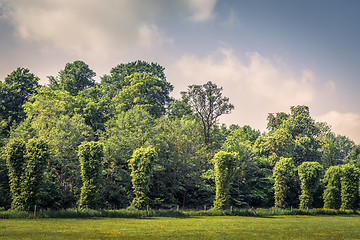 Image showing Trees on a row on a field