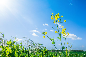 Image showing Canola flower in green grass