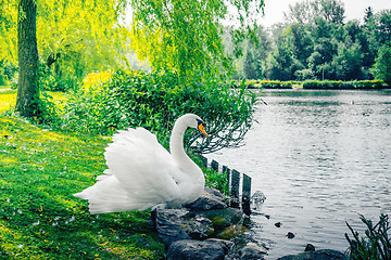 Image showing Swan on the shore