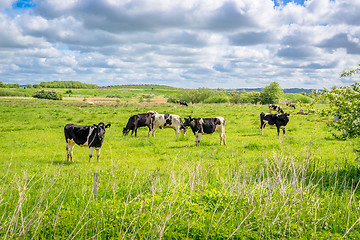 Image showing Cows standing on a field