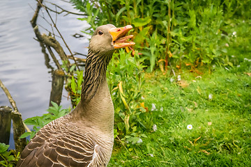 Image showing Goose showing the teeth