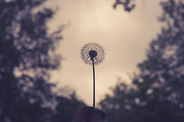 Image showing Hand holding a fluffy dandelion