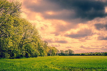 Image showing Trees in a cloudy landscape